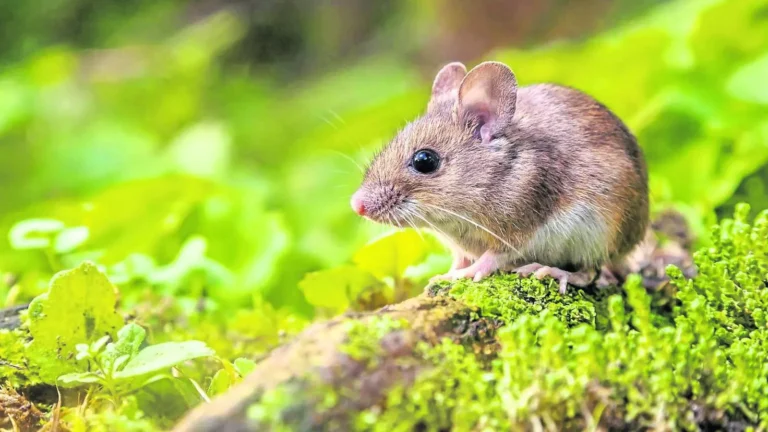 Mouse: 5 Gentle Ways to Keep Them Away